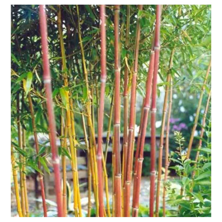 Phyllostachys aureosulcata spectabilis
