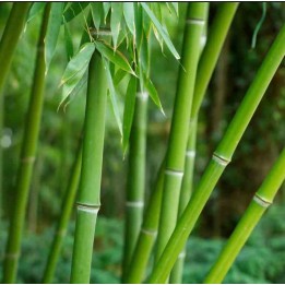 Phyllostachys bissetii