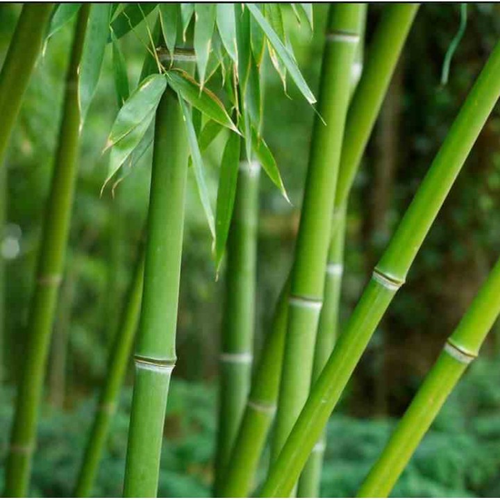 Phyllostachys bissetii