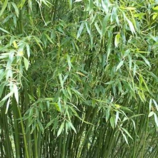 Phyllostachys bissetii