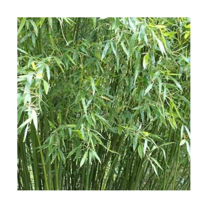 Phyllostachys bissetii