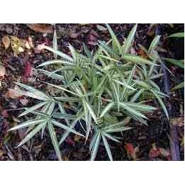 Pleioblastus fortunei "Variegata"