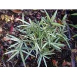 Pleioblastus fortunei "Variegata"