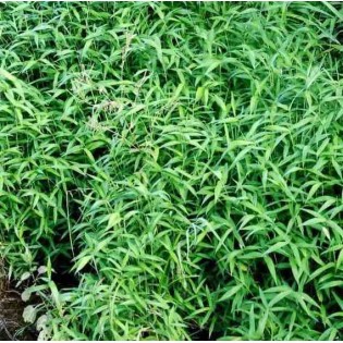 Pléioblastus pumilus