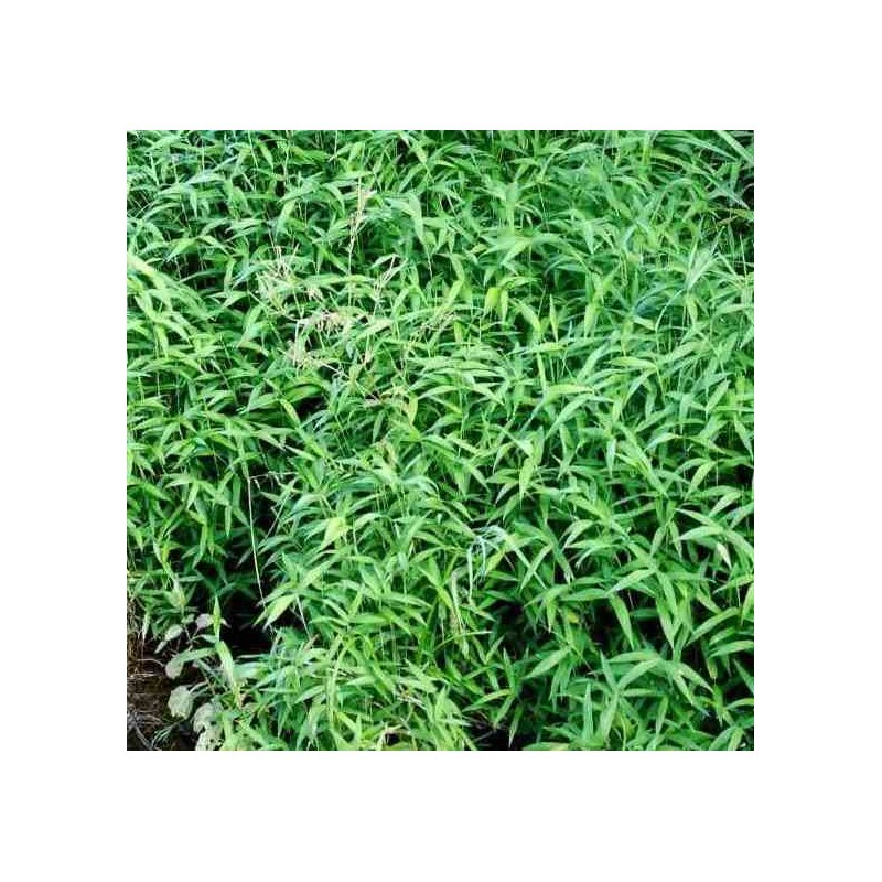 Pléioblastus pumilus