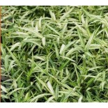 Pleioblastus shibyanus "Tsuboi"