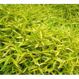 Pleioblastus viridistriatus "Auricome"