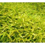 Pleioblastus viridistriatus "Auricome"