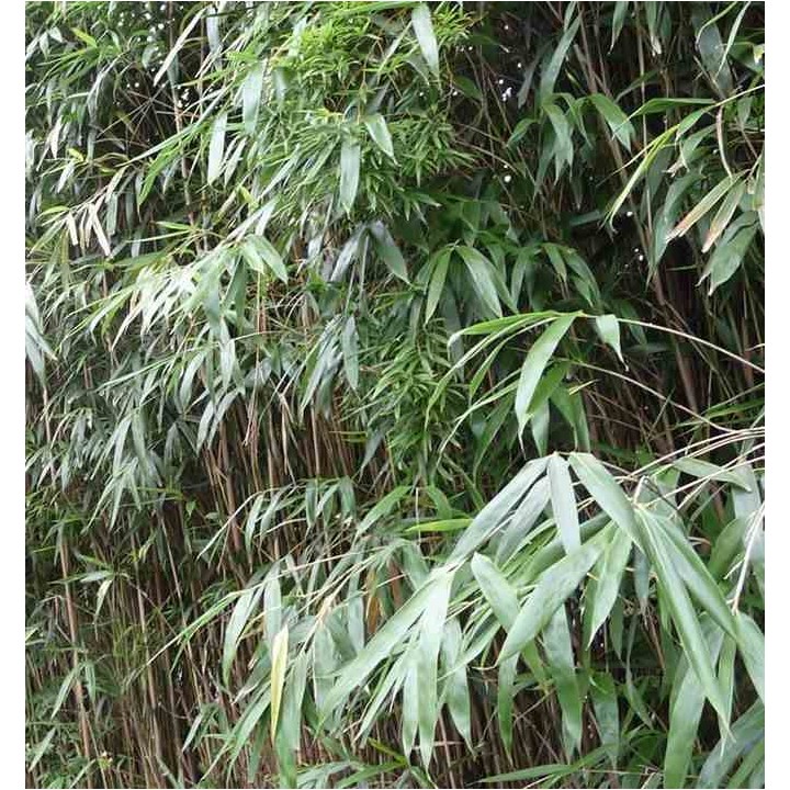 Pseudosasa japonica