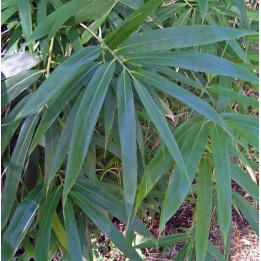 Pseudosasa japonica