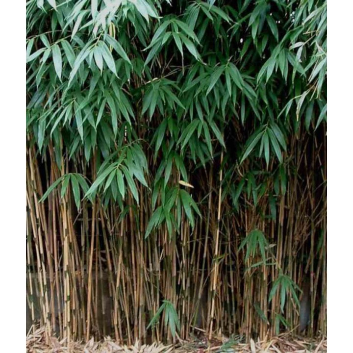 Pseudosasa japonica