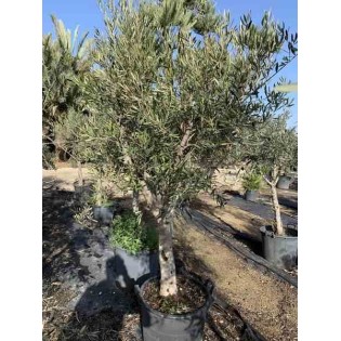Olea europaea (Oliviers) gros sujets