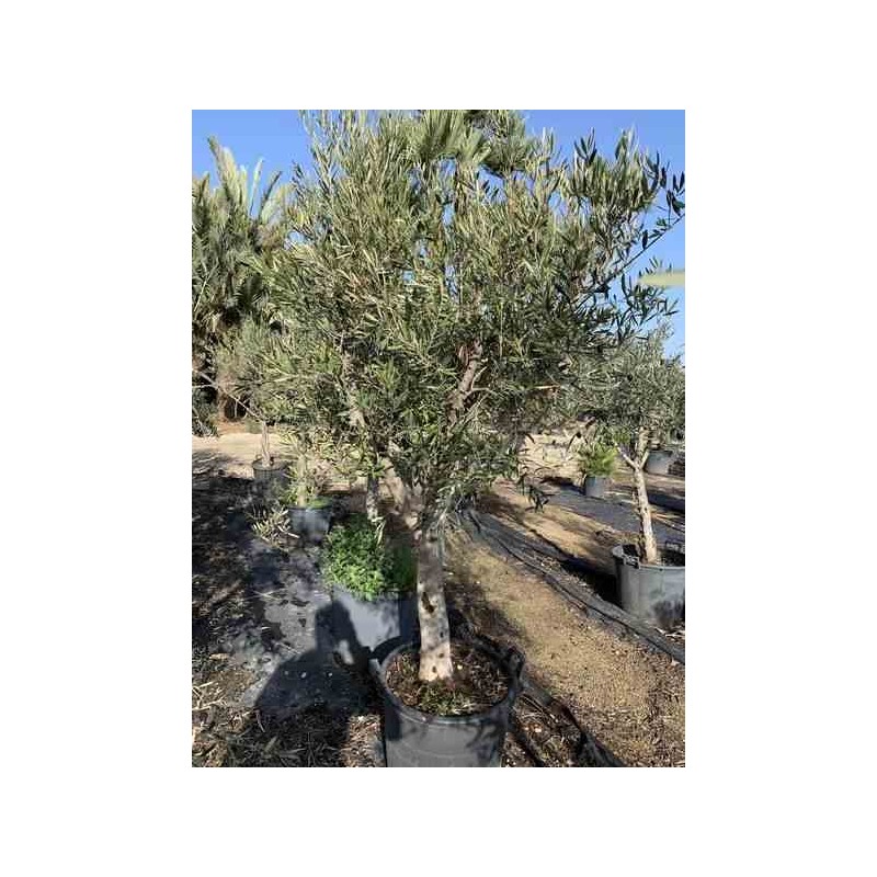 Olea europaea (Oliviers) gros sujets