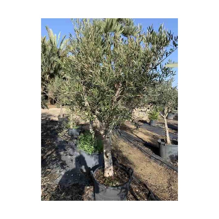 Olea europaea (Oliviers) gros sujets