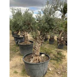 Olea europaea (Oliviers) gros sujets