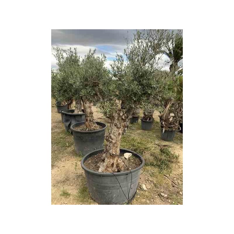 Olea europaea (Oliviers) gros sujets