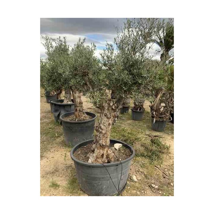 Olea europaea (Oliviers) gros sujets