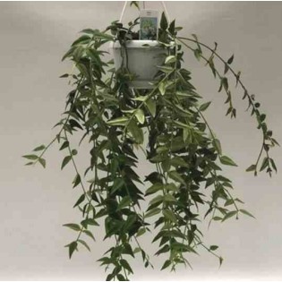 Hoya bella (Fleur de porcelaine, fleur de cire)