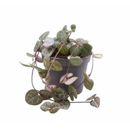 Ceropegia woodii (chaîne des coeurs)