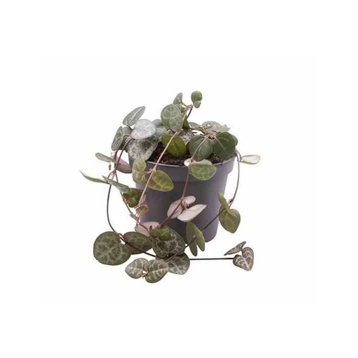 Ceropegia woodii (chaîne des coeurs)