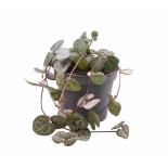 Ceropegia woodii (chaîne des coeurs)
