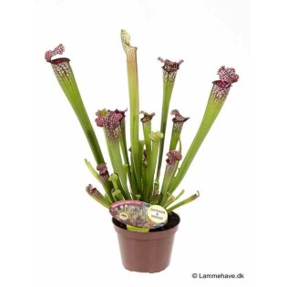 Sarracenia leucophylla (sarracénie blanche)