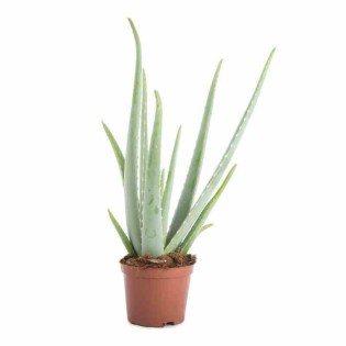 Aloe vera (syn. A. barbadensis)