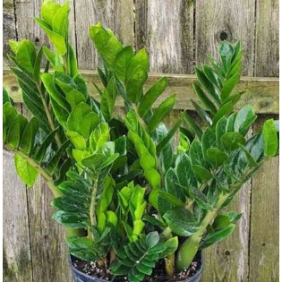 Zamioculcas zamiifolia (Faux zamia, Plante ZZ)