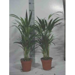 Chrysalidocarpus lutescens (Aréca, Palmier d'arec, Palmier doré)