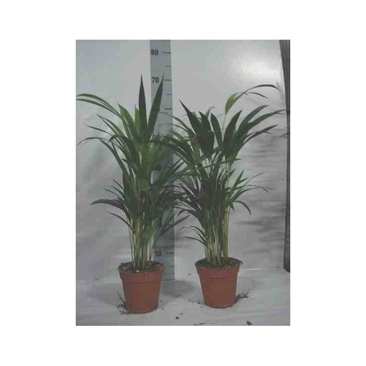 Chrysalidocarpus lutescens (Aréca, Palmier d'arec, Palmier doré)