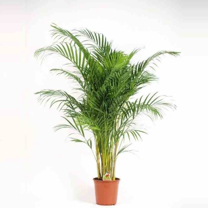 Chrysalidocarpus lutescens (Aréca, Palmier d'arec, Palmier doré)