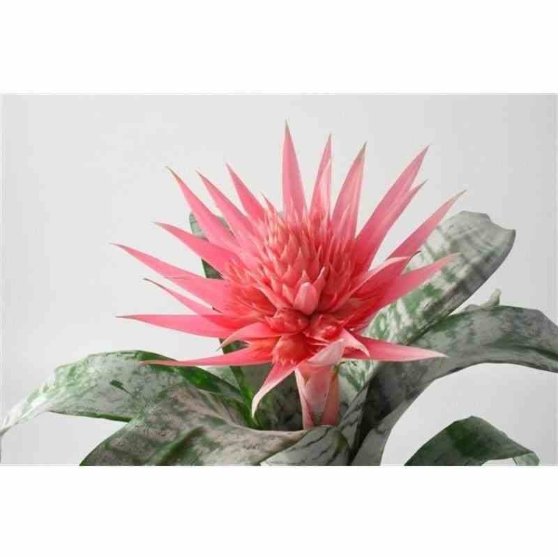 Aechmea fasciata