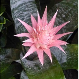 Aechmea fasciata