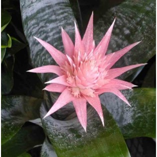 Aechmea fasciata