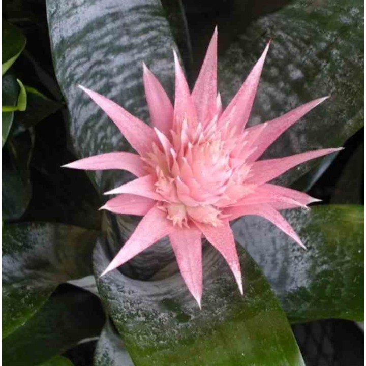 Aechmea fasciata