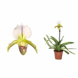 Paphiopedilum hybride (Sabot de Vénus)