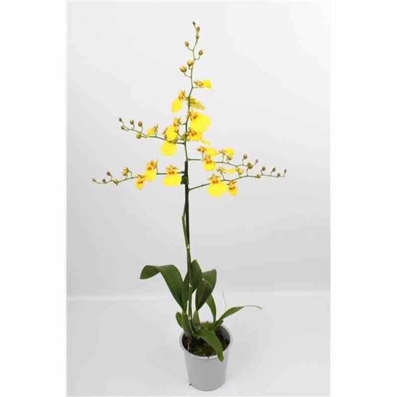 Oncidium hybride