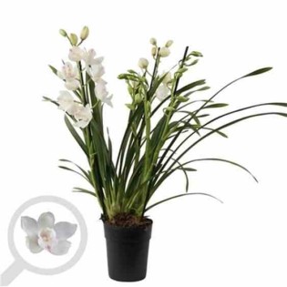 Cymbidium hybride blanche