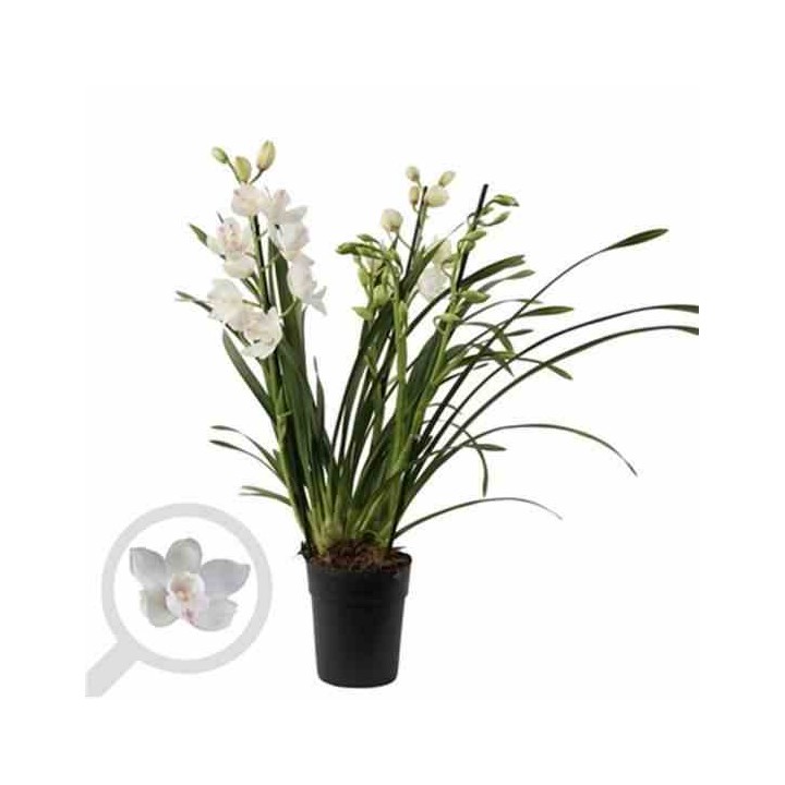 Cymbidium hybride blanche