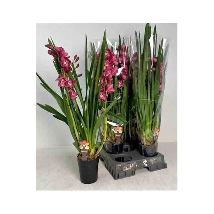 Cymbidium hybride rouge