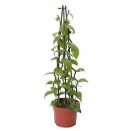Vanilla planifolia (véritable vanille)