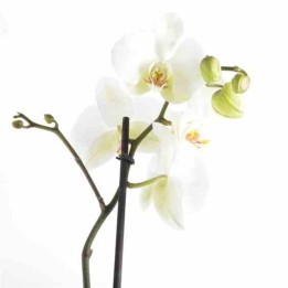 Phalaenopsis hybride (orchidée papillon)