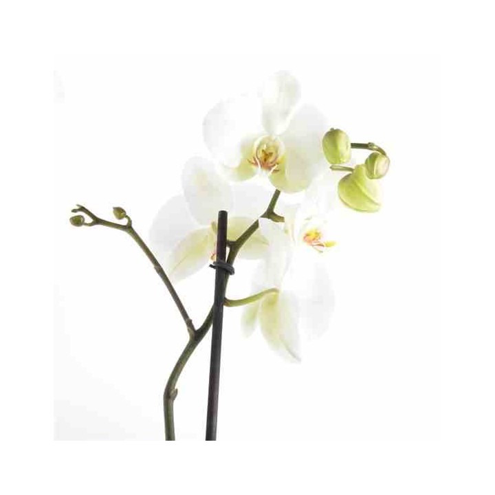Phalaenopsis hybride (orchidée papillon)