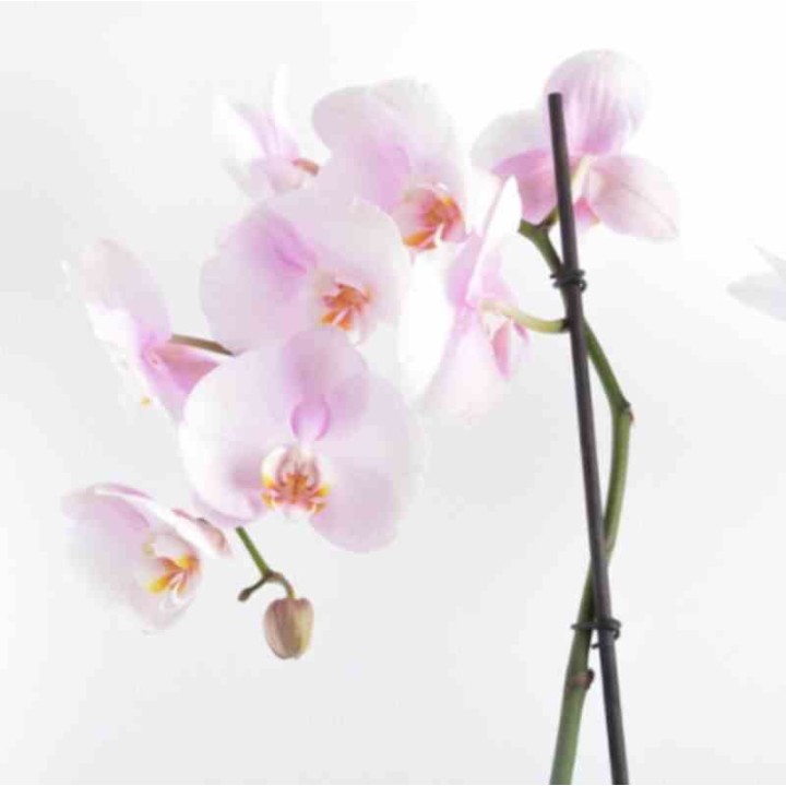 Phalaenopsis hybride rose clair (orchidée papillon)