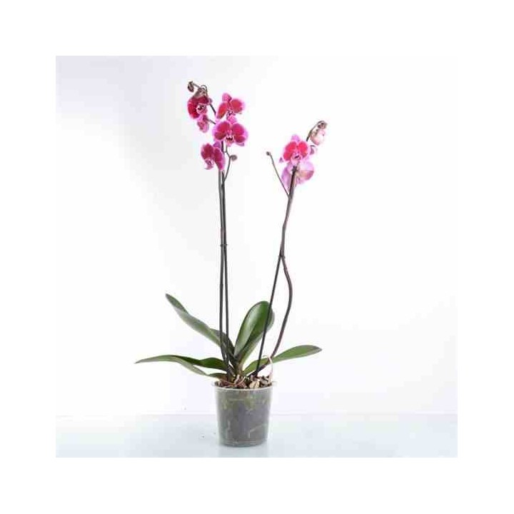 Phalaenopsis hybride rose (orchidée papillon)
