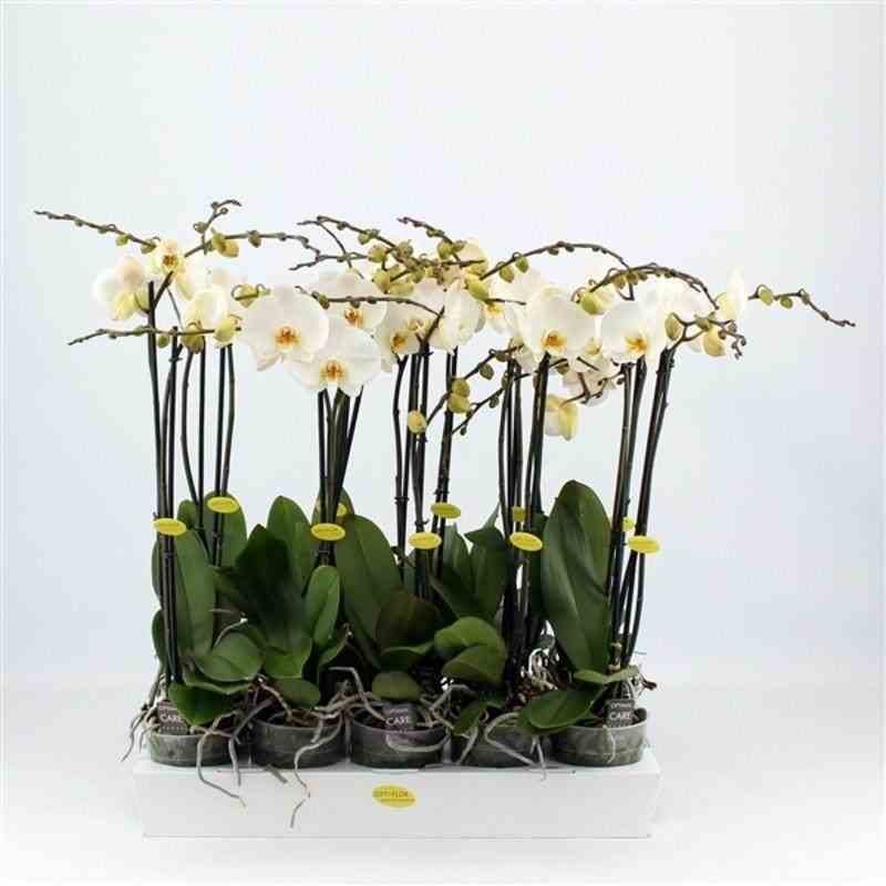 Phalaenopsis hybride blanche (orchidée papillon)