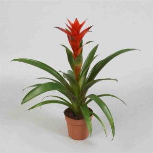 Guzmania hybride