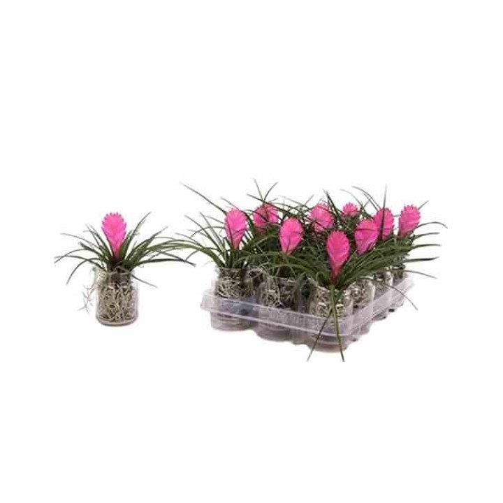 Tillandsia cyanea (Tillandsia raquette)