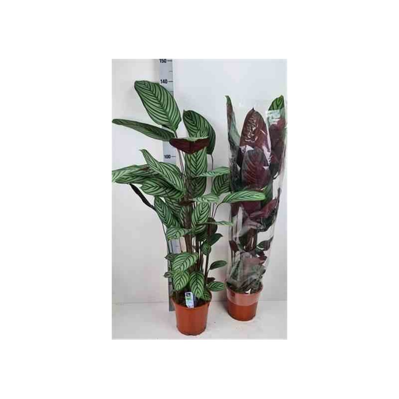 Ctenanthe oppenheimiana