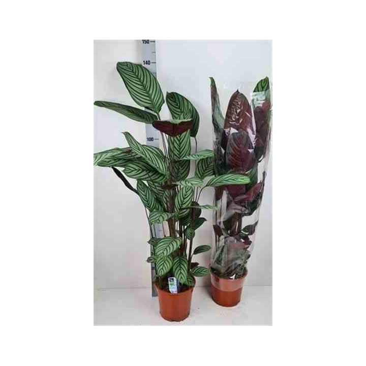 Ctenanthe oppenheimiana
